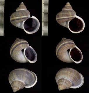 ヒロクチヤマタマキビの一型 Tropidophora tricarinata brevimargo small
