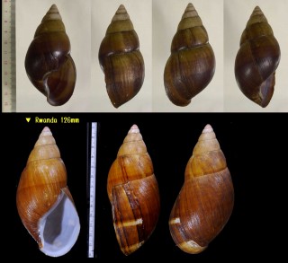 スツールマンアフリカマイマイ Achatina stuhlmanni small