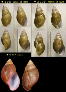 マラウイアフリカマイマイ Achatina glutinosa small