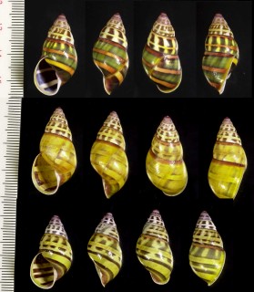 フローレンスマイマイの仲間02 未詳 Amphidromus sp. small