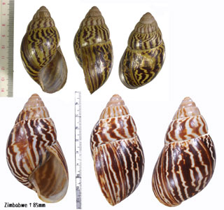 タテスジアフリカマイマイ Archachatina varicosa small