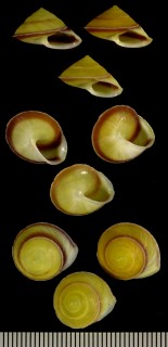 ロンブロンヤマキサゴ Geophorus romblonensis small