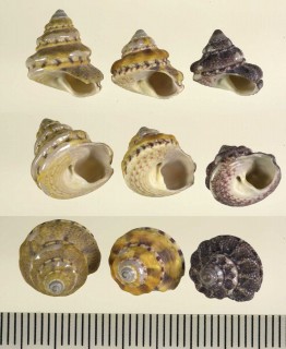 ダンダンシタダミ Gibbula fanulum small