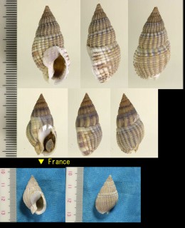 ヨーロッパアラムシロ Nassarius reticulatus small