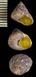 アダンソンシタダミ Gibbula adansoni small