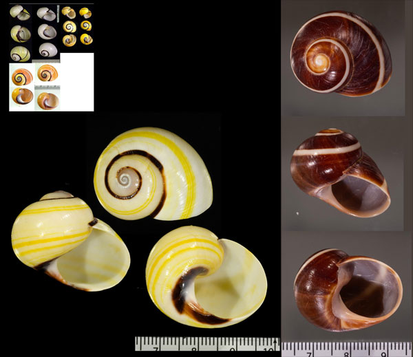 ヘリグロコダママイマイ Polymita picta iolimbata small