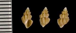 ウネオリイレボラの仲間 Axelella minima small