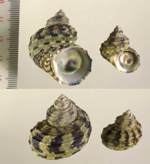 オオコシタカサザエ (ケショウサザエ) Turbo brunneus small