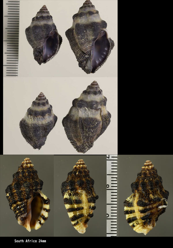 ヒロウネレイシダマシ Cronia margariticola crassulnata small