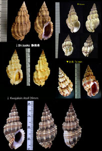 トクサバイ Phos senticosus small
