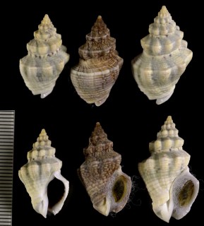 コブニュージーランドボラ Cominella acutinodosa small