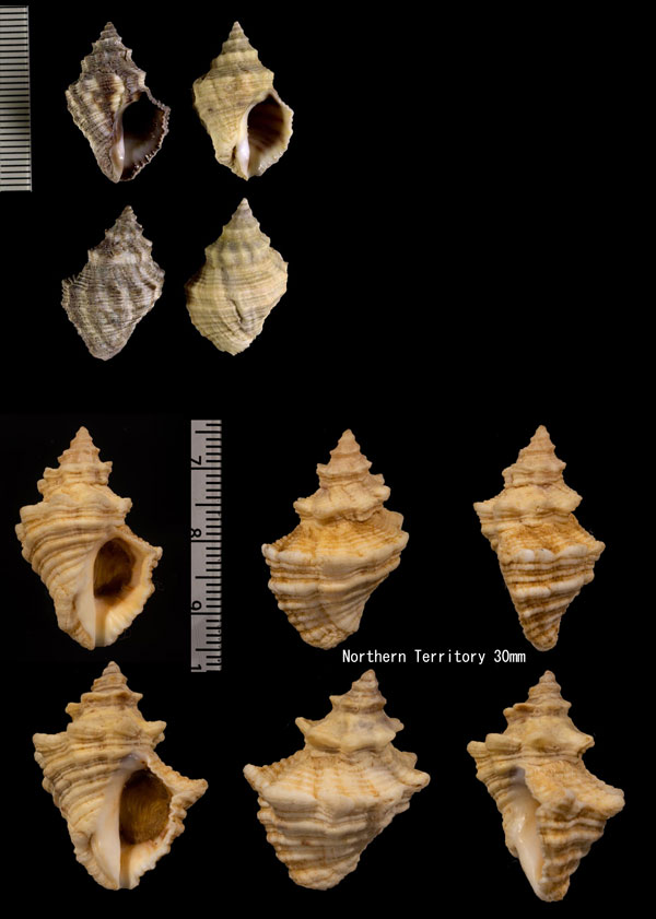 ハイイロレイシ Indothais javanica small