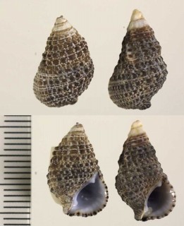 ウミニナカニモリ Clypeomorus batillariaeformis small