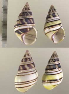 キューバのイトヒキマイマイ類 Liguus fasciatus festiva small