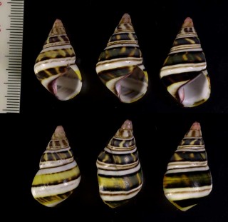 フェアチャイルドイトヒキマイマイ Liguus blainianus fairchildi small