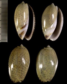 セキトリマクラの一型 Oliva bulbosa inflata small