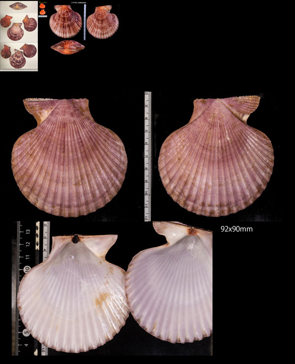 ヒメヒオウギ Chlamys sanguinea small