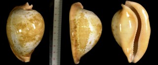 ウスアカネダカラ ウエストラリカ Umbilia armeniaca westralica small