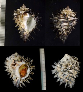 ウニガンゼキ Hexaplex radix small