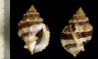 ヨロイコロモ Cancellaria cancellata small