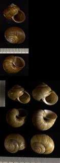 オキナワウスカワマイマイ Acusta despecta small