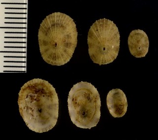 テンガイの仲間　西アフリカ Diodora menkeana small