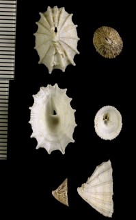 トンガリスカシ Puncturella galeata small