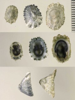 スソカケガイ Montfortula picta small