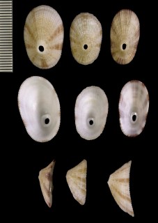 シンガポールテンガイ Diodora singaporensis small