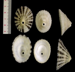 アラボリテンガイ Diodora aspera small