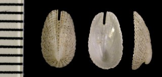 チチュウカイスソキレ Emarginella huzardii small