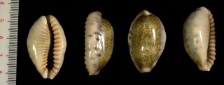 サモアカバフダカラ (仮称) Erronea caurica samoensis small