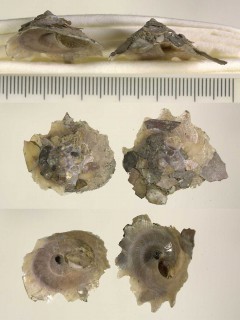 キヌガサガイの一種 未詳 Xenophora sp. small