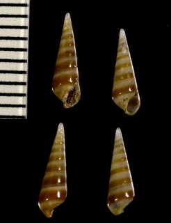 オーストンフクロウニヤドリニナ Melanella araeosomae small
