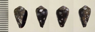 ケープベルデのイモガイ2 Conus miruchae small