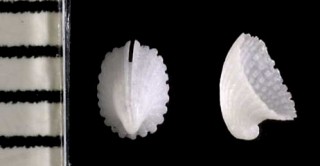 トガリスソキレ Emarginula punctulum small