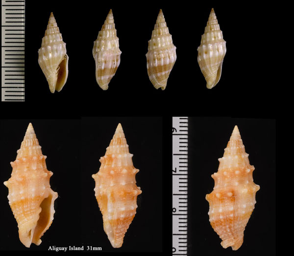 トゲツクシ Vexillum echinatum small