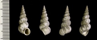 セトウチイトカケ 瀬戸内糸掛 Amaea setonaikaiensis small