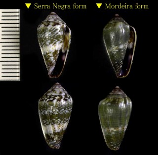 ケープベルデのイモガイ3 Conus longilineus small