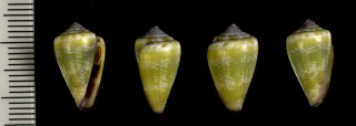 セラネグライモの近似種 Conus serranegrae aff. small