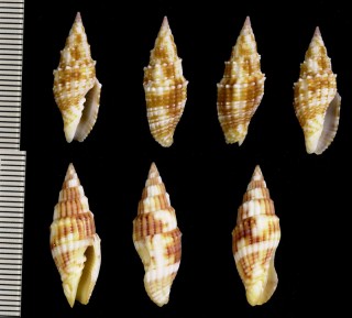 ポッペミノムシ Vexillum poppei small