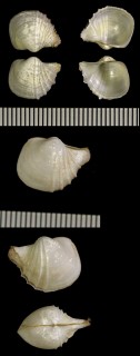 カイシャクシ (カイジャクシ) 貝杓子 Cardiomya alcocki small