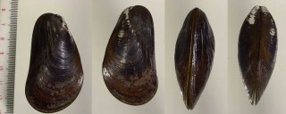 シンカイヒバリガイの仲間2 Bathymodiolus mauritanicus small