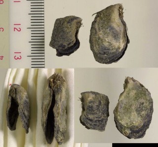 ヘリトリアオリ 縁取障泥 Isognomon nucleus small