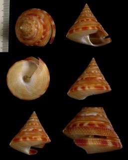 ゴトウオキナエビス 後藤翁戎 Perotrochus gotoi small