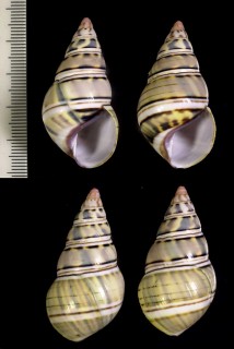 アルテミサイトヒキマイマイ (仮称) Liguus fasciatus artemisaense small