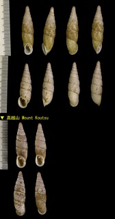 オオボケギセル 大歩危 Megalophaedusa martensi concrescens small