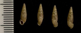 アラハダノミギセル Hemizaptyx asperata small