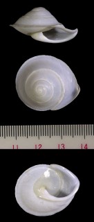 カサパプアの仲間 Papuina lepida small