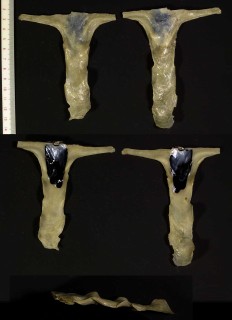 シュモクガイ 撞木貝 (シュモクガキ) Malleus albus small